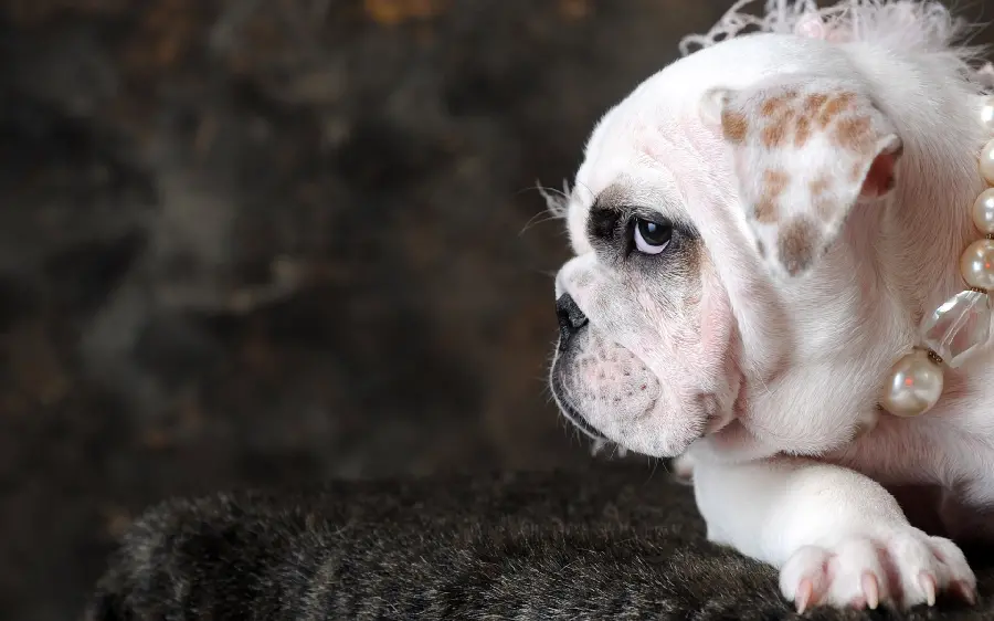 Photo of a beautiful white dog With a funny gesture from the side