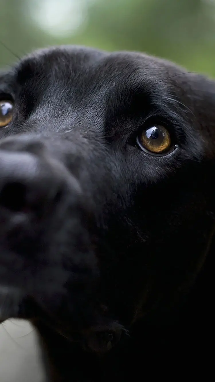Close-up image of a beautiful black dog for IPHONE background