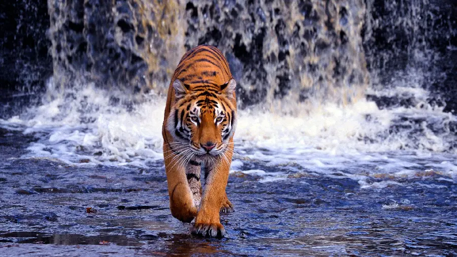 Predatory Tiger Photo