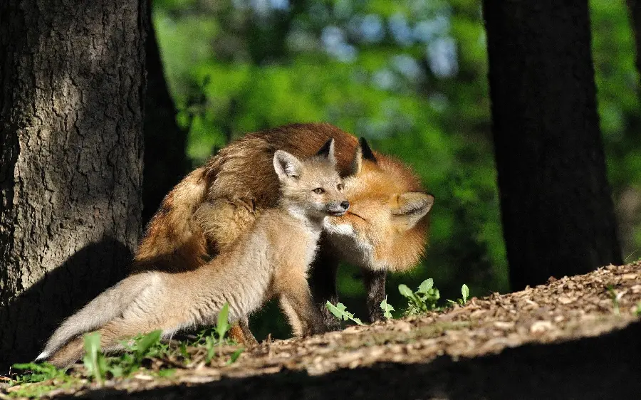 The most interesting photo of a mother fox and her baby together