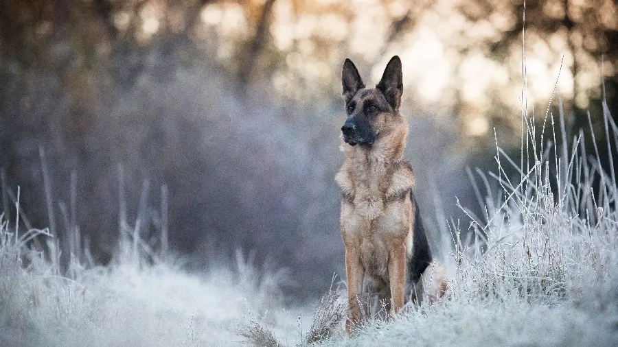 Photo of a German Shepherd Dog in Nature