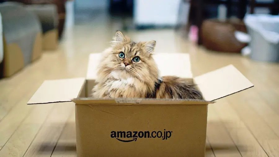 Download the profile picture of an attractive Persian cat inside a box