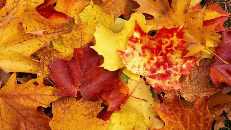 The most beautiful autumn photo in the world