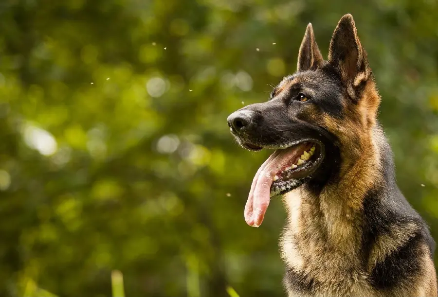 American Show Lines German Shepherd Dog Photos