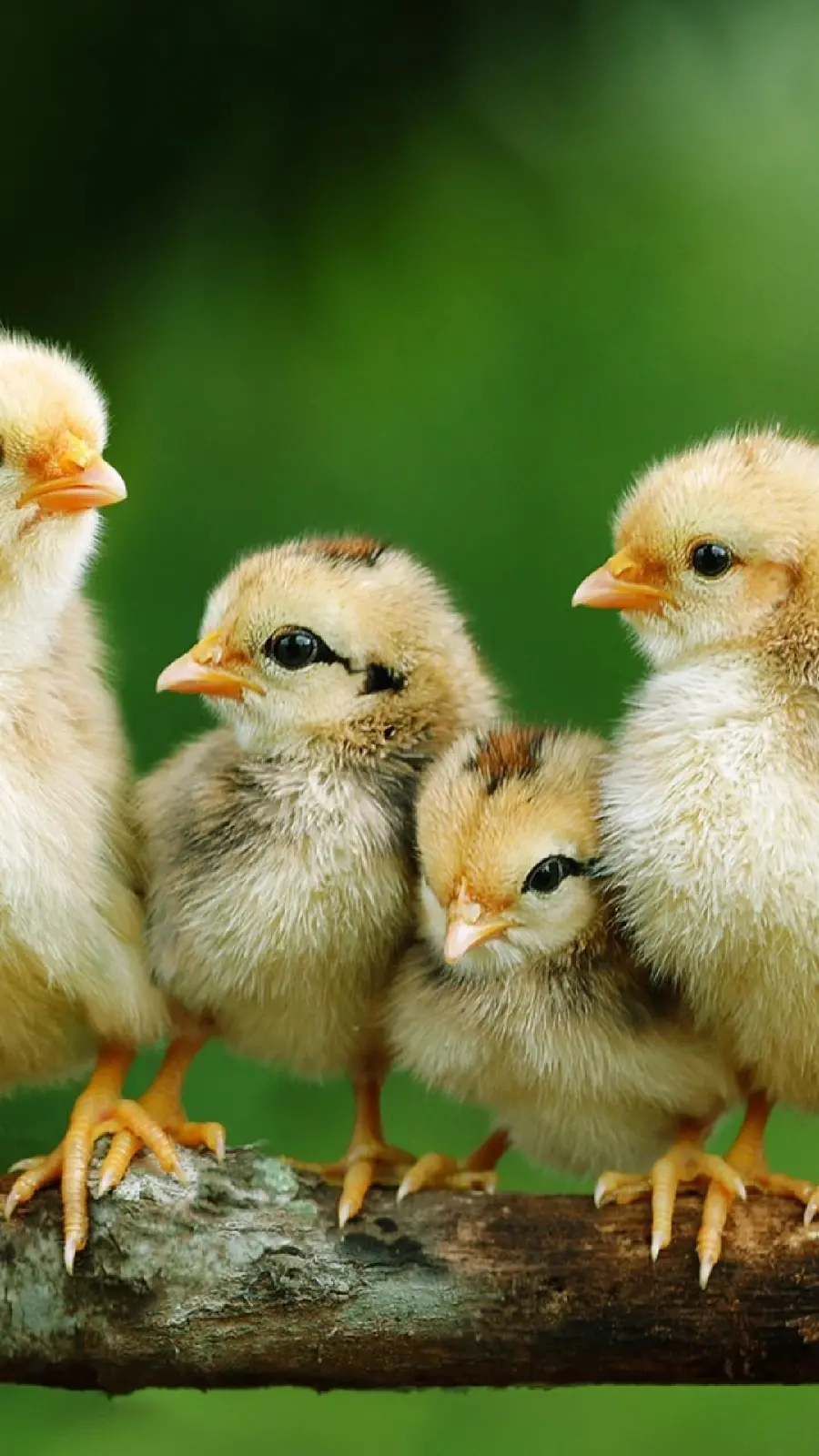 Wallpaper deCute colored chick in Full HD quality 