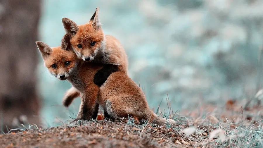 Wallpaper of little fox cubs suitable for Windows 11