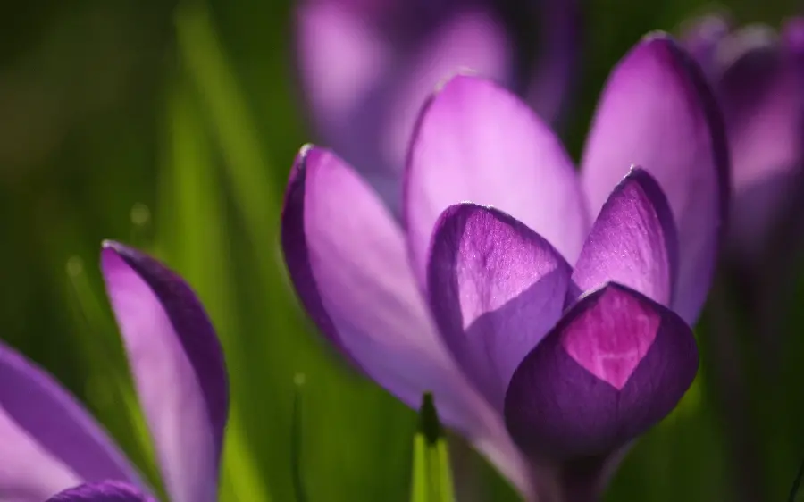 High Quality Purple and Pink Flower Photo for Printing and Design