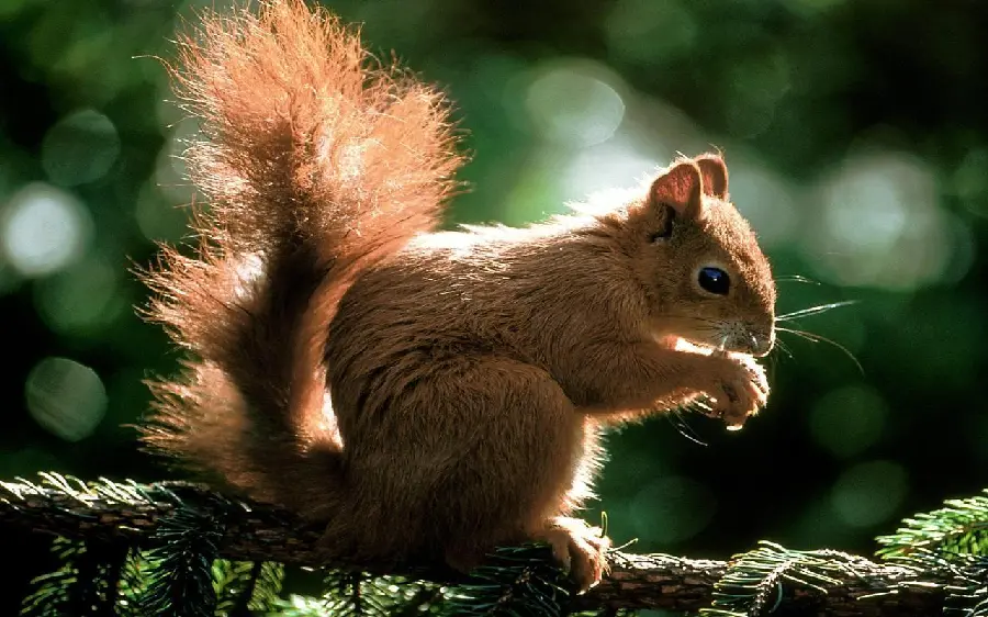 The Most Beautiful Spring Background with Cute Squirrel Design
