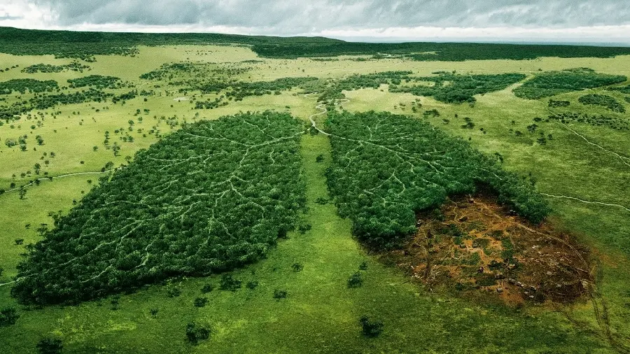 Spectacular profile photo of environmental protection with the design of forests and trees, the lungs of the earth
