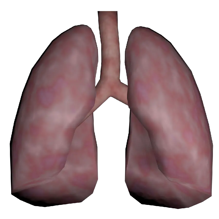 Photo of the lungs in png format