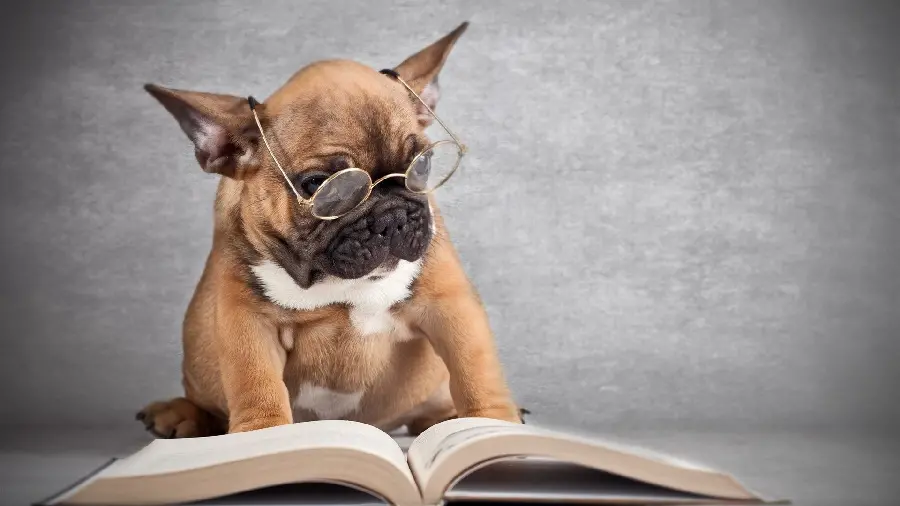 Funny Photo of Bulldog Dog Breed with Glasses Reading a Book