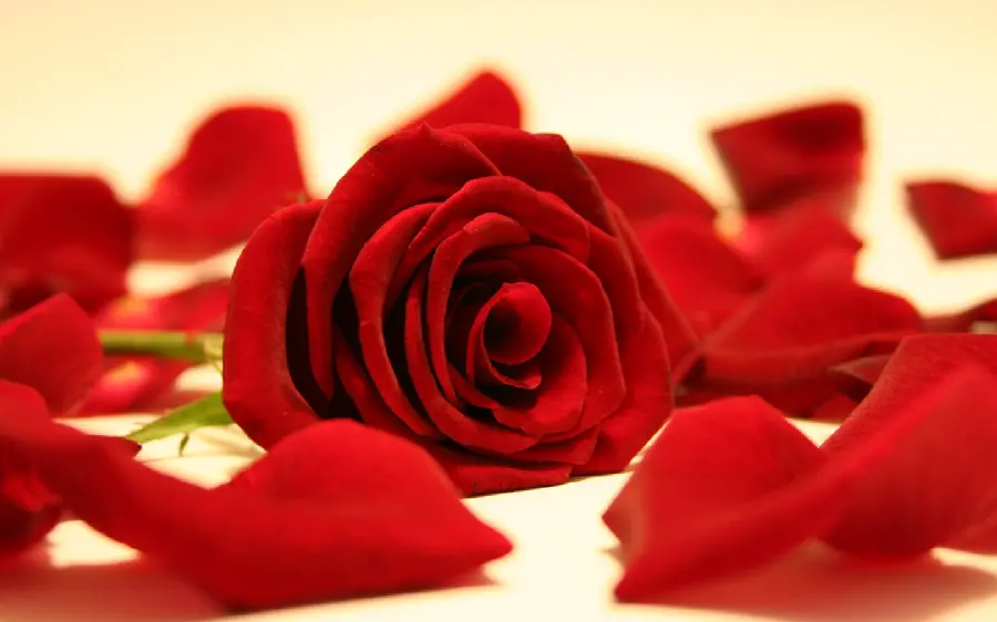 Magnificent photo of red roses filled with flowers for desktop background