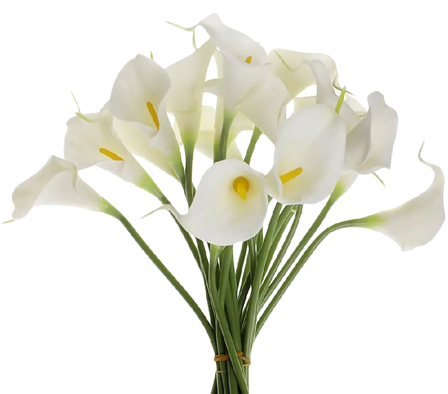 White trumpet bouquet photo for logo and branding