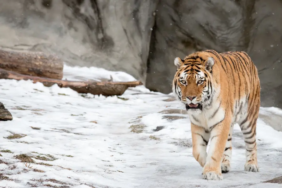 Tiger Photo in Winter