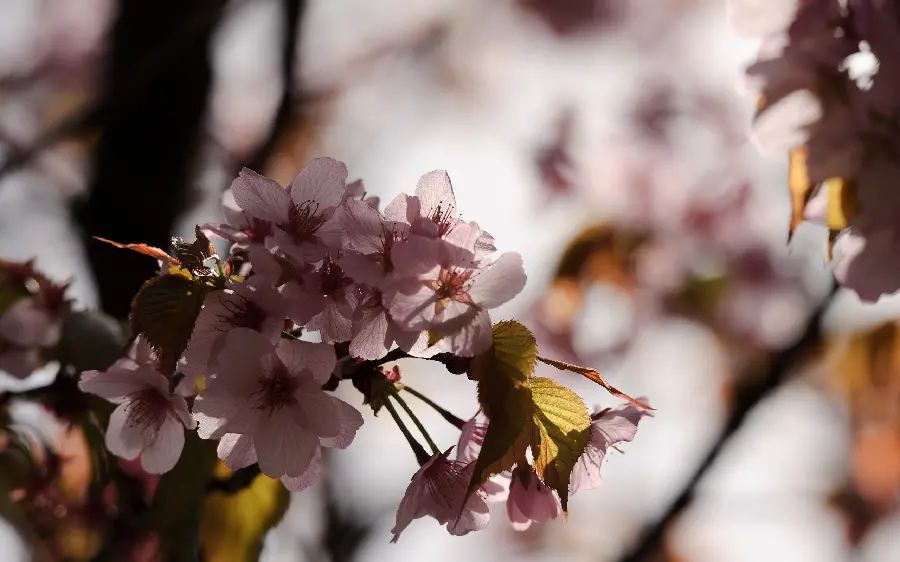 Download high quality spring blossom stock photo