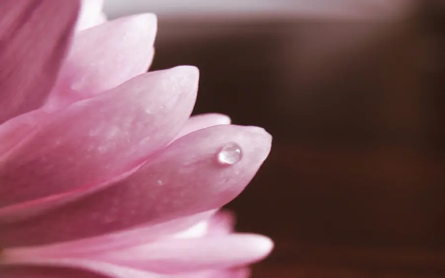 Beautiful flower stock photo and flower stock image download