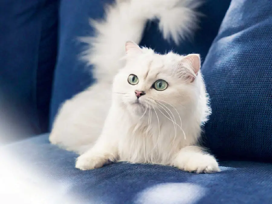 White Persian Coat Background with Green Eyes in HD Quality