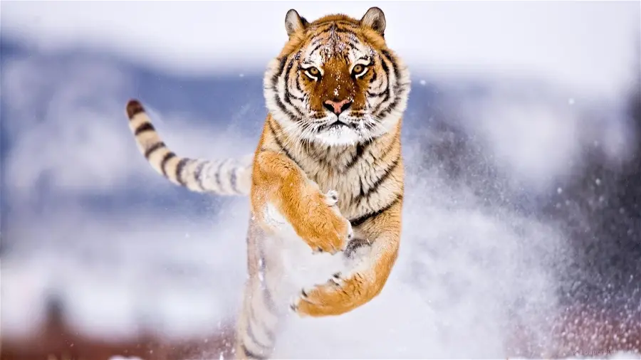 A spectacular photo of a tiger symbolizing courage and strength in 4k quality