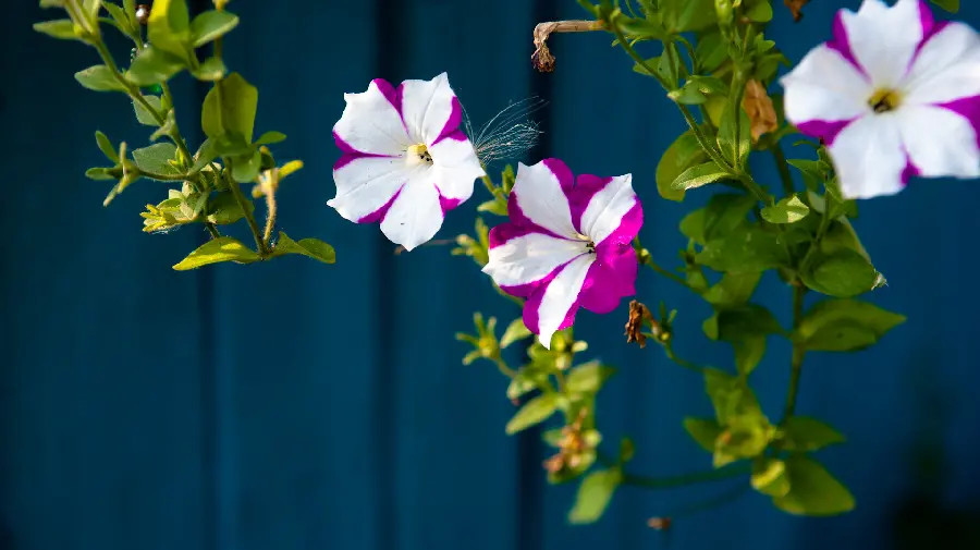 Flower photo for profile and fantasy photo of beautiful and beautiful flower