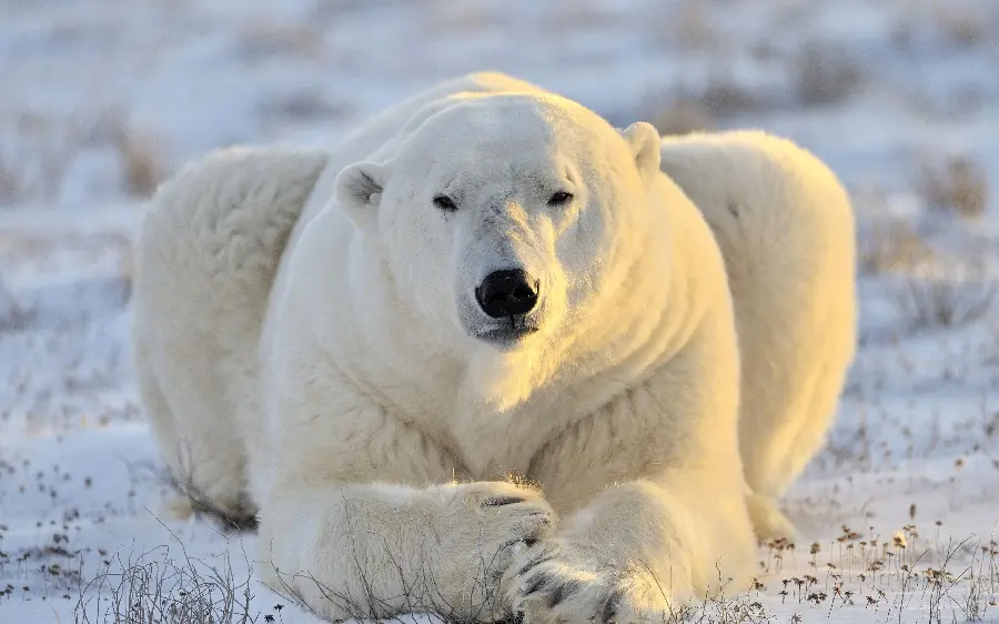 Impressive view of a very large and powerful polar bear for a profile