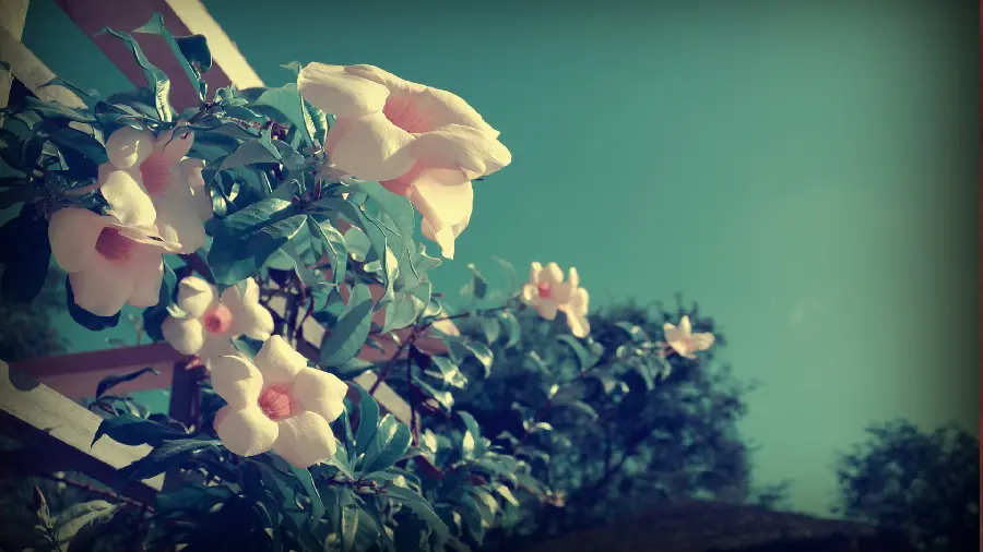 Flower profile photo and beautiful flower photo in HD quality