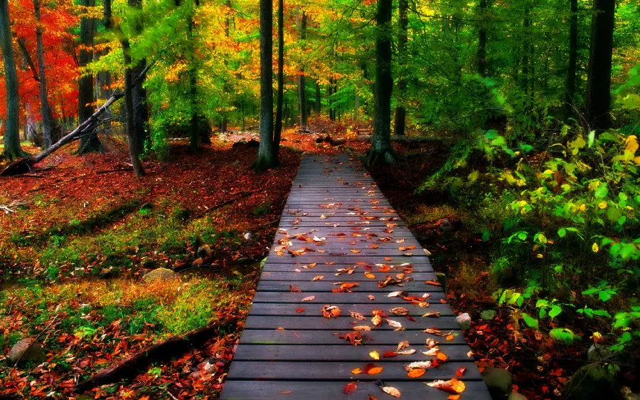Beautiful wooden bridge photo in the beautiful autumn season