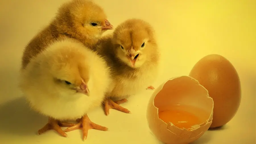 Photo of three little mollusk chicks next to a broken egg