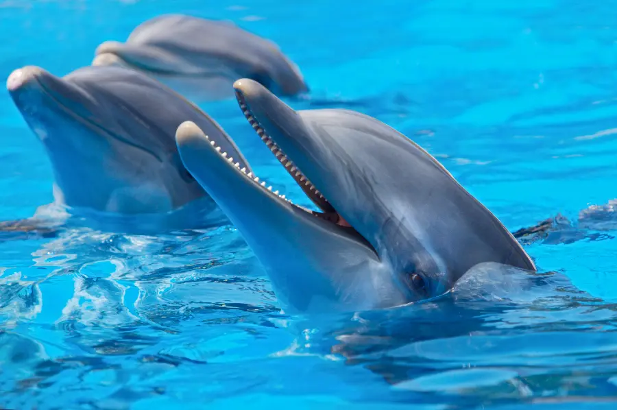 Download photo and vector of beautiful and wild dolphin in the water