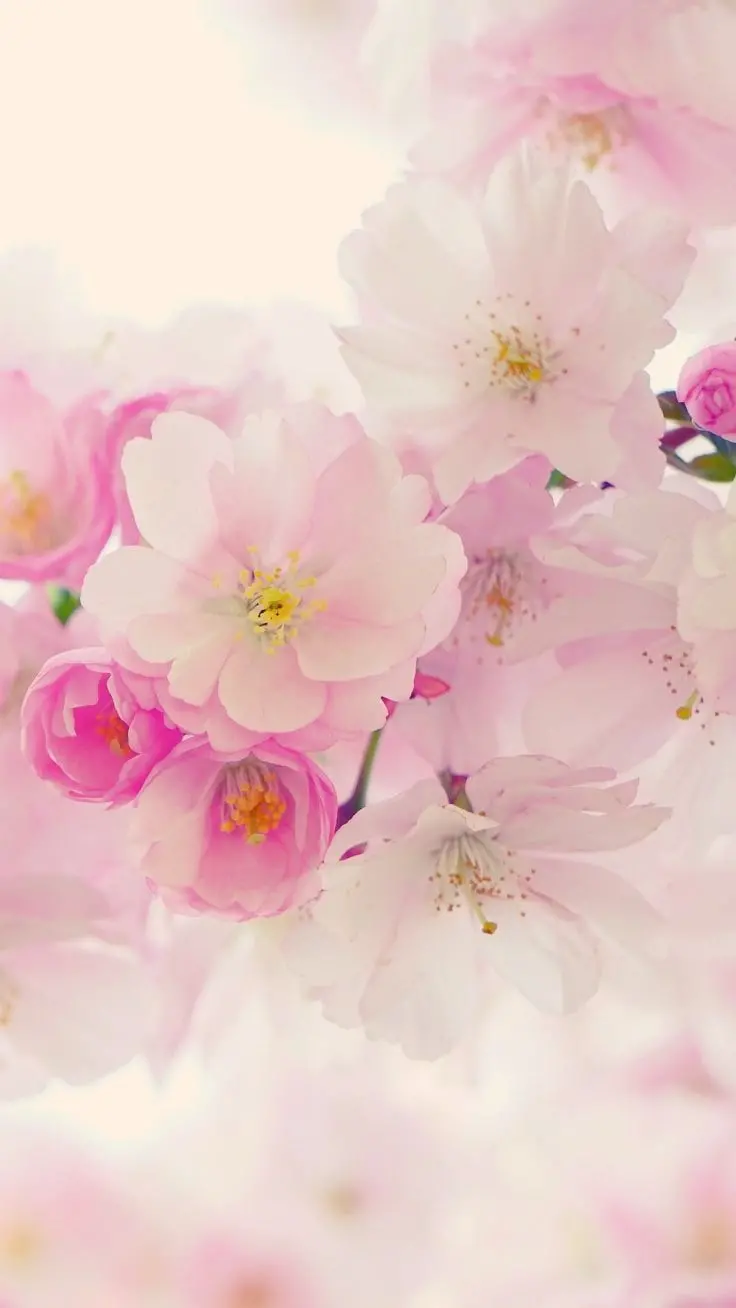 The most beautiful white pink girly wallpaper with blossom design