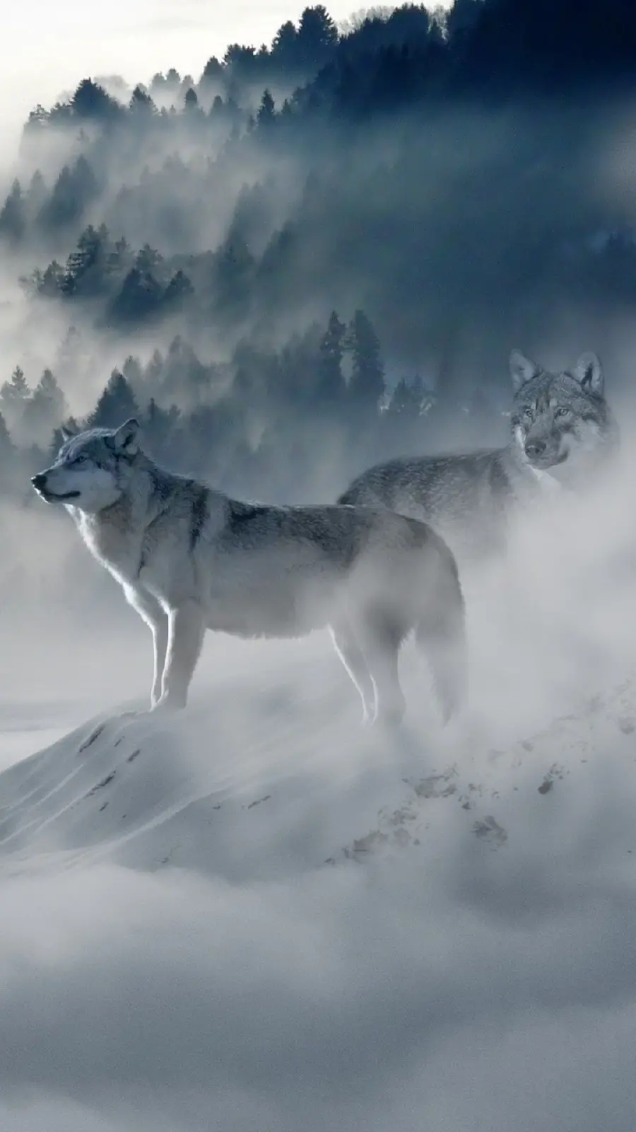 Ultra-Luxury Wolf in the Fog Wallpaper for All Types of Mobile Phones
