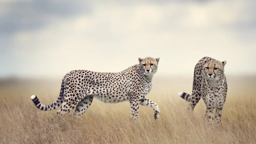 Image of two wild cheetahs on the plains of Africa