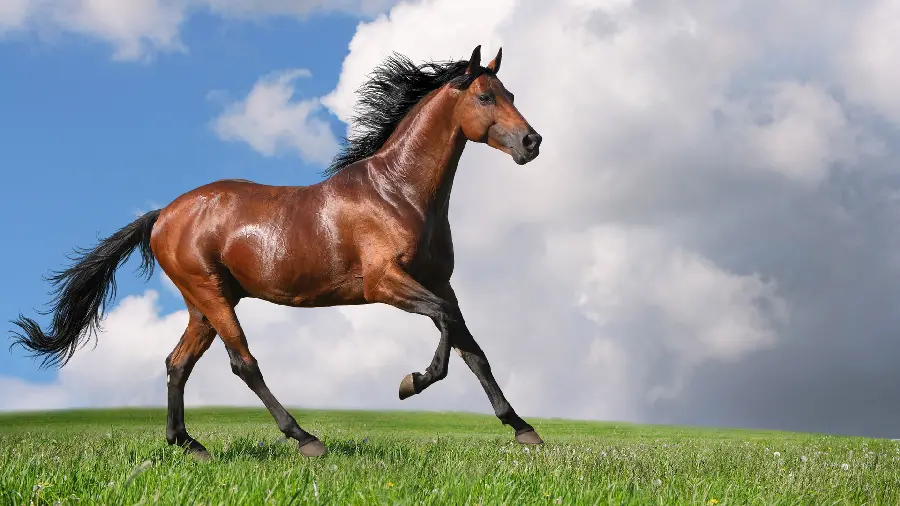 High quality brown horse stock photo