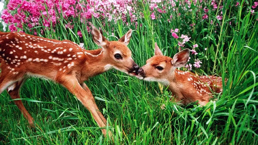 Latest desktop wallpaper of two beautiful deer in spring