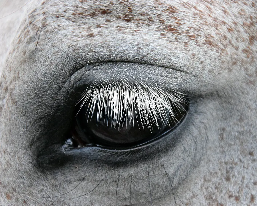 Beautiful Horse Eye Wallpaper with White Eyelashes in High Quality
