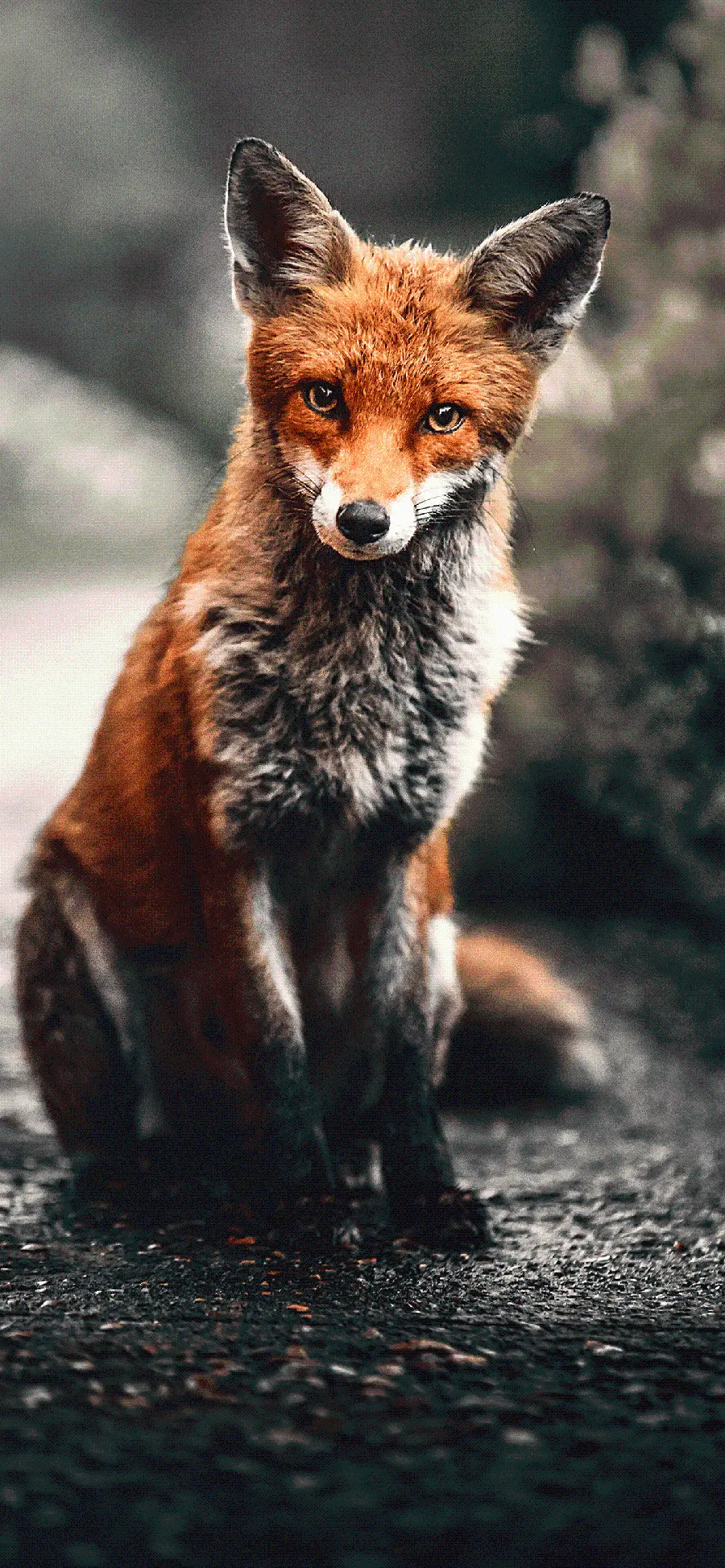 Free High Quality Fox iPhone Wallpaper Download