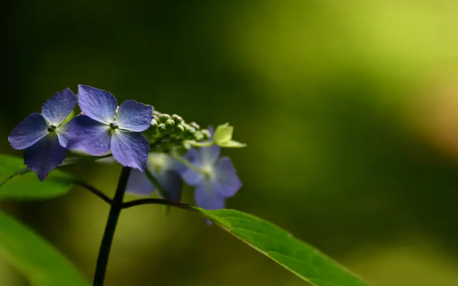 Download high-quality flower backgrounds and wallpapers for mobile and computer