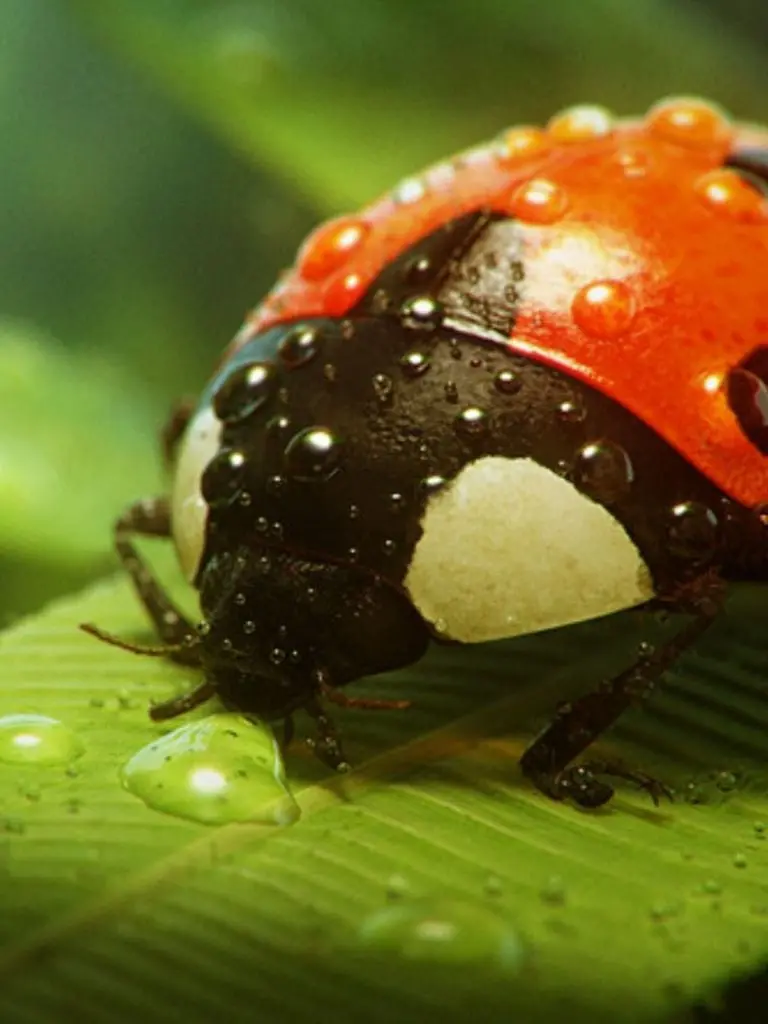 Ladybug Photo in the Rain