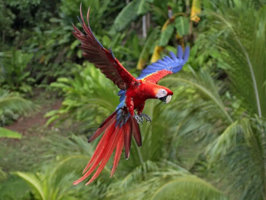 Parrot Stock Photo MBeautiful flying macaw in full HD quality 