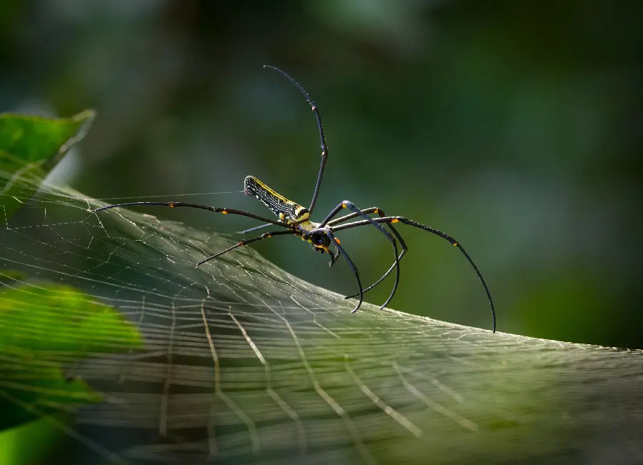 Yellow spider wallpaper on a green leaf suitable for computers