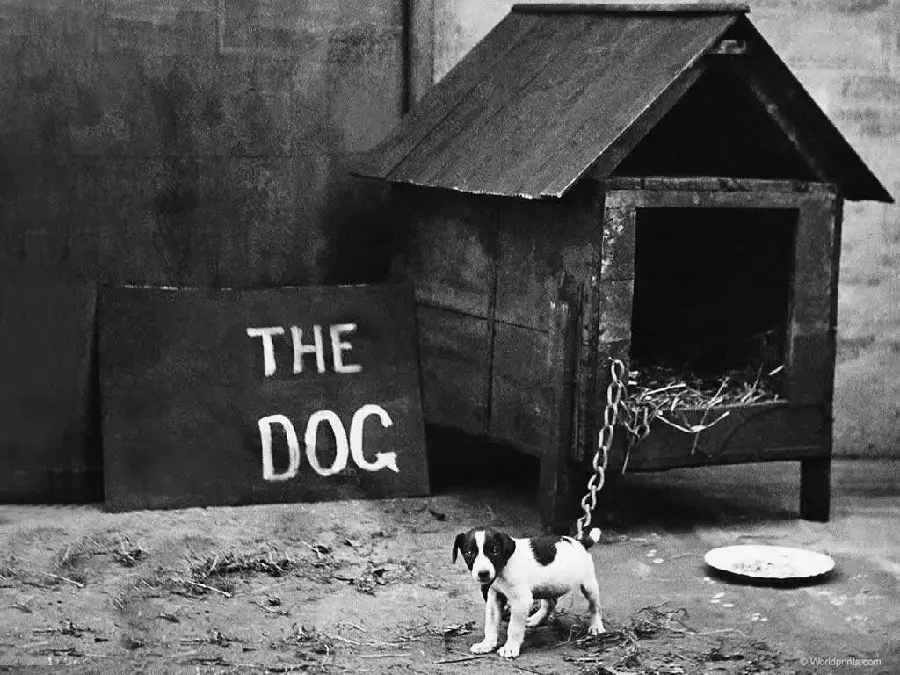 Black and white image with a small dog chained