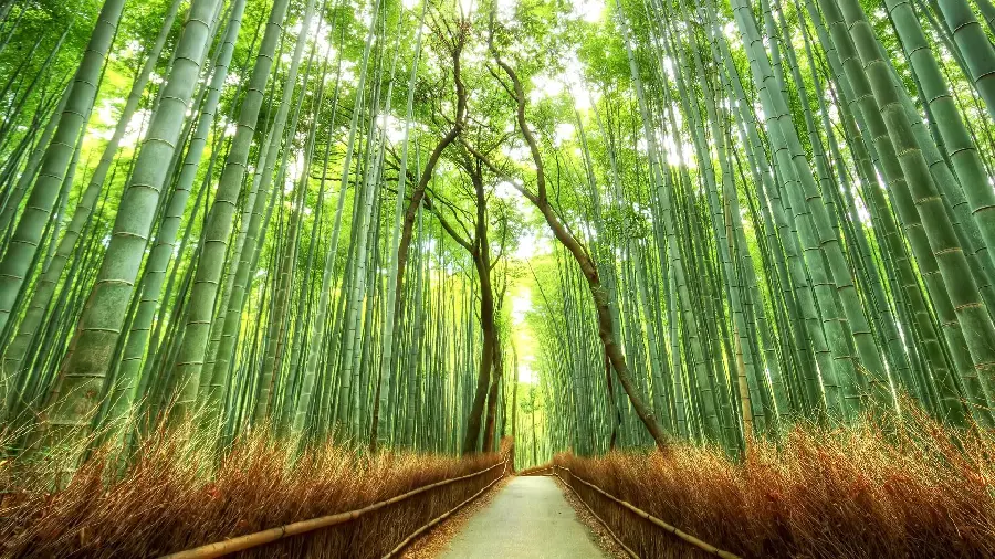 Download photo of bamboo forests of nature of Japan