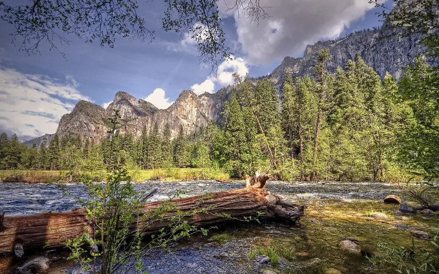 Download the interesting wallpaper of a fallen tree trunk in nature with excellent quality 