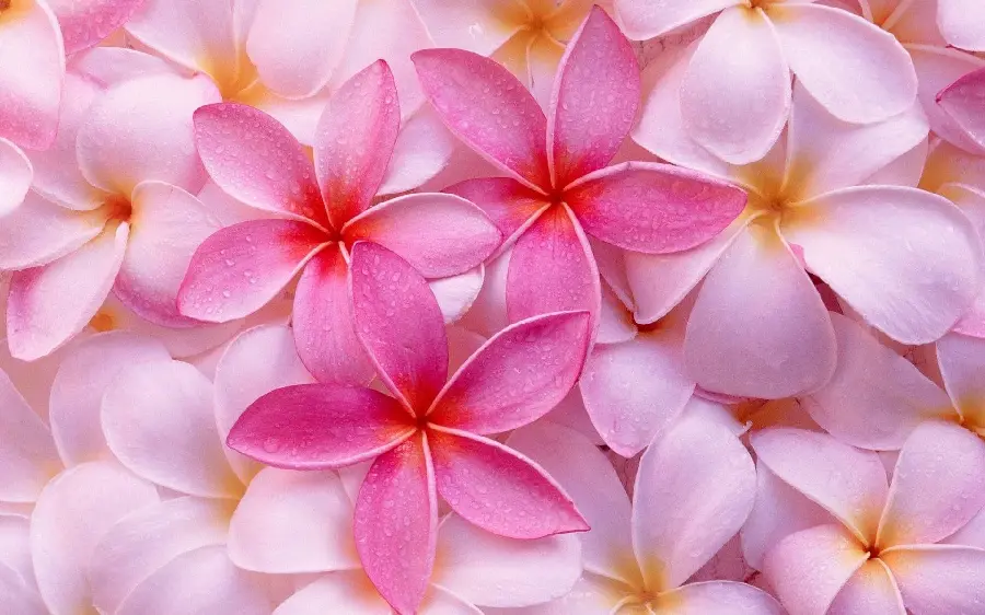 Lovely Spring Profile Picture of Beautiful Pink Plumeria Flower