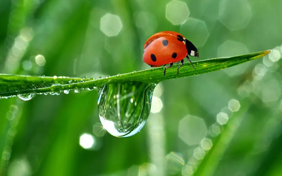 Lonely ladybug photo