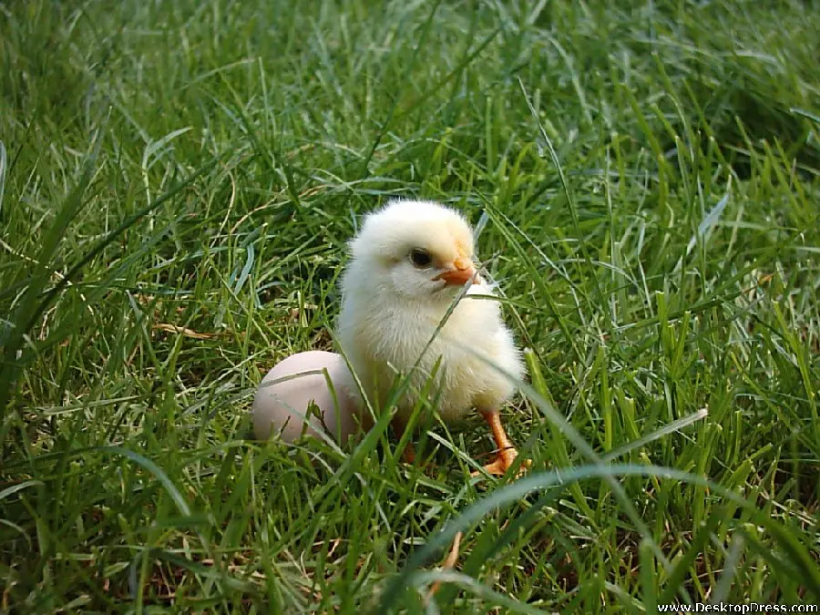 The Latest Picture of Chickens and Eggs Together 1402