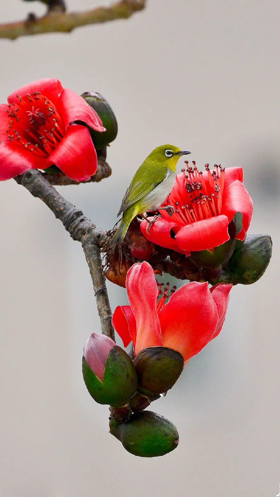 Super beautiful poster of a bird next to a red spring blossom