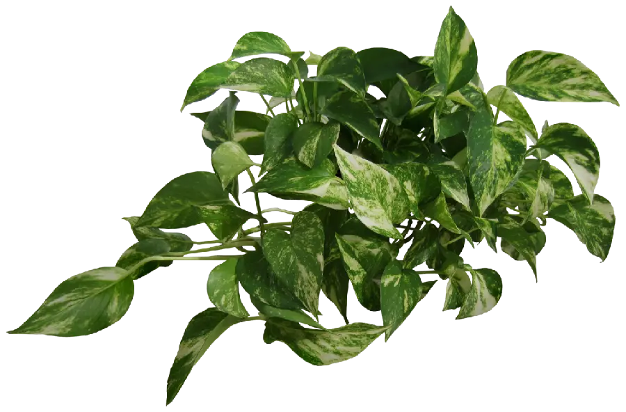Pothos Houseplant Photos
