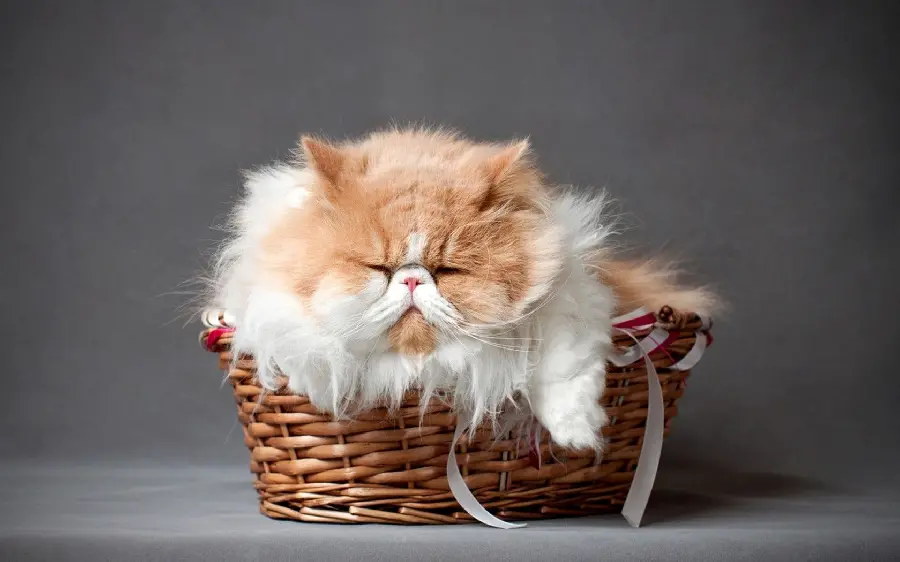 HD image of a beautiful Persian cat sleeping in a basket
