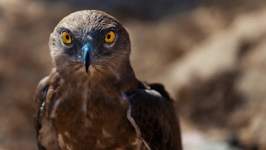 Download high-quality stock image of a falcon