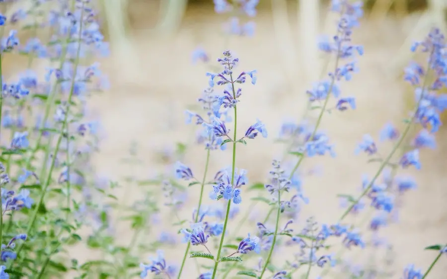Download blue flower photo and attractive and beautiful photo for profile